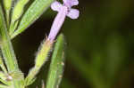 Drummond's false pennyroyal